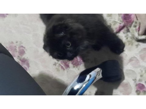 3 aylik tuvalet eğitimli çirkin kral scottish fold