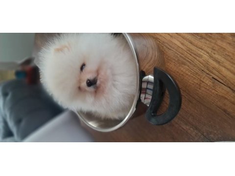 Show kalite pomeranian boo