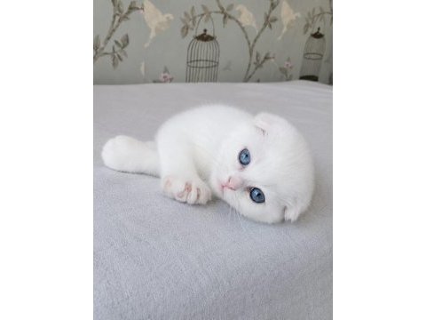 Beyaz mavi gözlü scottish fold bebekler