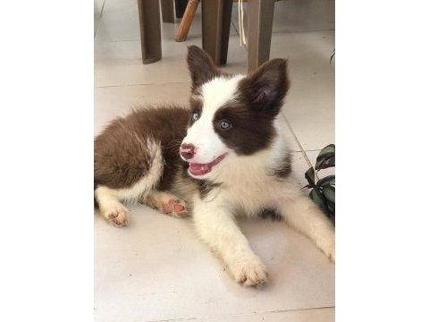 4 tane çok iyi kahve beyaz dişi 60 günlük border collie