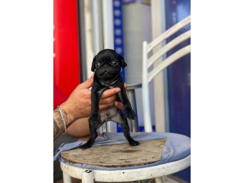 Pug mops siyah yavrular