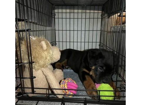 Sağlık ve ırk garantili macar rottweiler yavrular