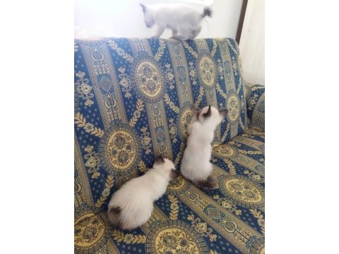 Siyam kedisi