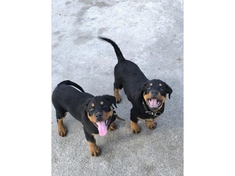 Üst kalite dev rottweiler yavrular