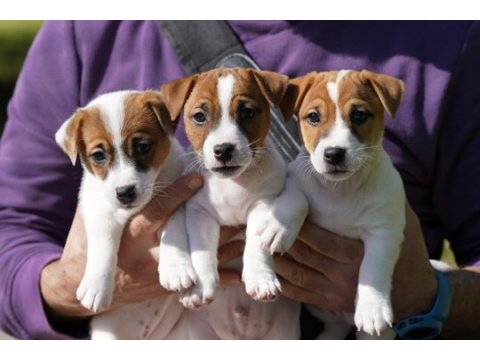 Fcı (kıf) şecereli safkan kısa tüylü yavru jack russell