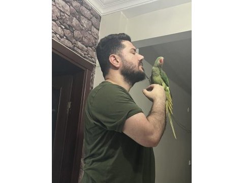 Evcil alexander papağanı
