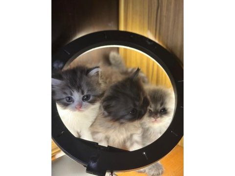 British longhair kedisi