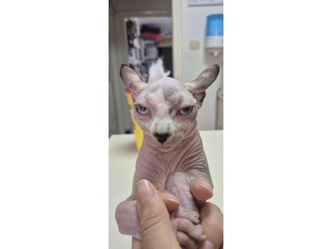 Anne altında safkan elf kulaklı sphynx yavrusu