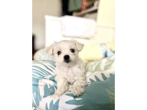 Sıfır maltese