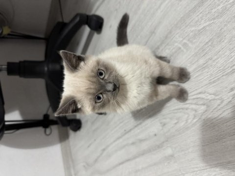 Kedimiz 3.5 aylıktır kendisi saf blue point