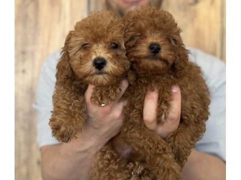 Poodle yavrularımıza yuva arıyoruz