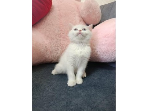 British shorthair erkek ve dişi beyaz