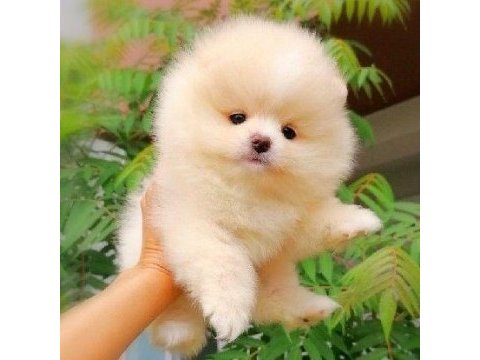 Ayı surat pomeranian yavrularımız