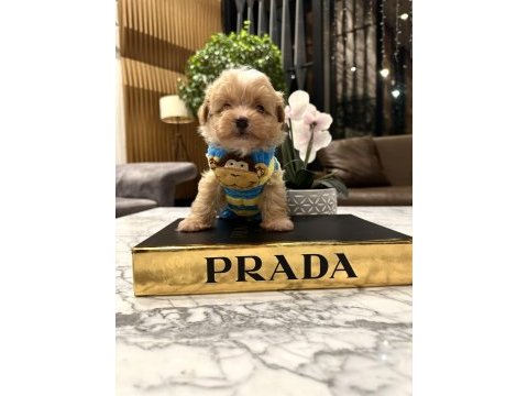 O dil hep dışarıda muhteşem surat maltipoo oğlum rico