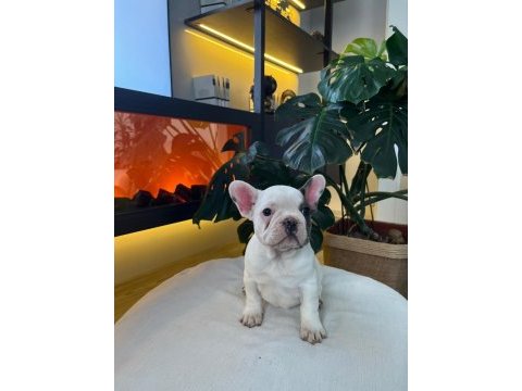 Egzotik french bulldog yavrularım harika renkler ve anatom