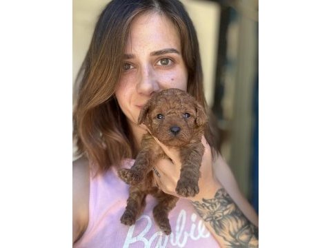 Red maltipoo yavruları