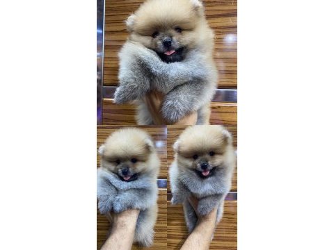 Pomeranian erkek