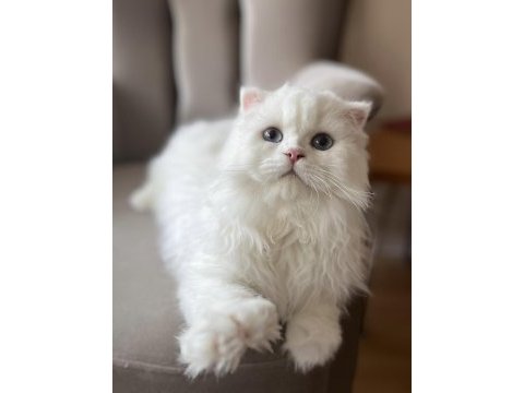 Scottish fold longhair erkek