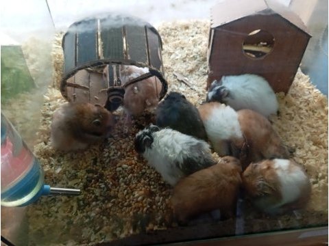 Yavru hamsterlar