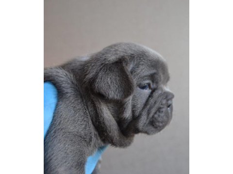 Teslime hazır blue bulldog yavrularım