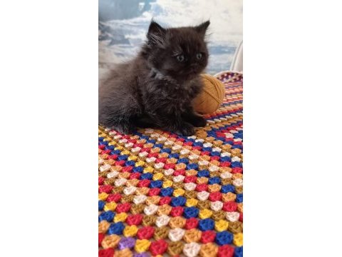 Mama ve kum eğitimleri tamam kediler