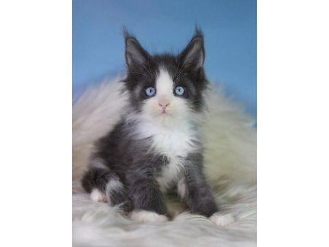 Özel maine coon erkek mavi gözlü