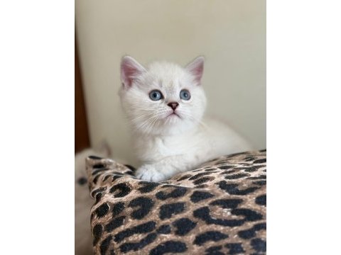 Safkan british longhair / shorthair erkek yavrularımız