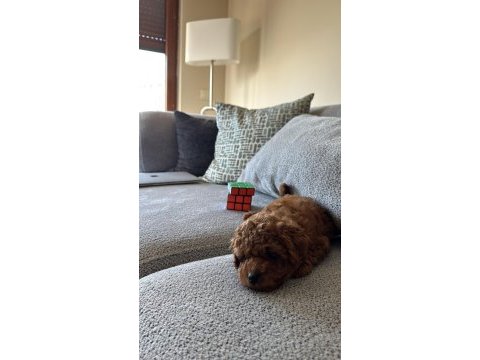 3 aylık dişi poodle