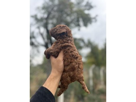 Kore toy poodle