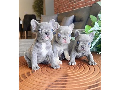 Top quality french bulldog bebekler