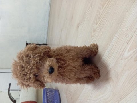 5 aylık red brown toy poodle