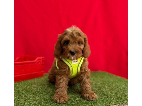 Dizayn ırk mini sevimli maltipoo yavrular 