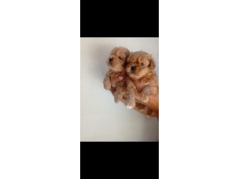 Dişi erkek maltipoo yavrular tuvalet eğitimli