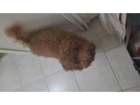 Poodle oğlumuz dobby