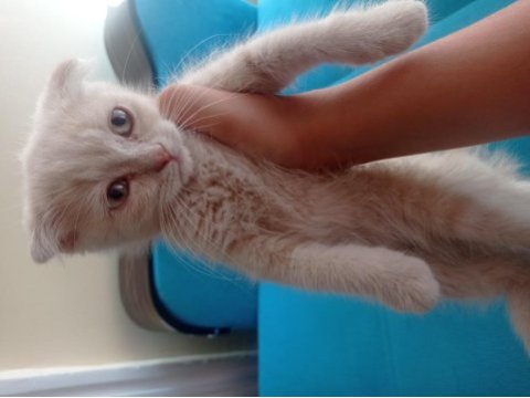 Yavru scottish fold sahiplendirme