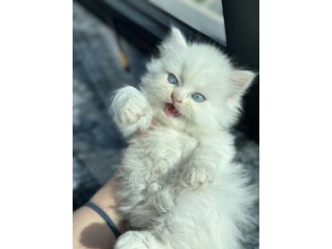 Biblo gibi british longhair