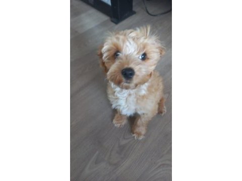 Tarçın 6 aylık maltipoo