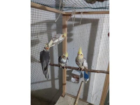 Yeme düşmüş sultan papağanı yavrular