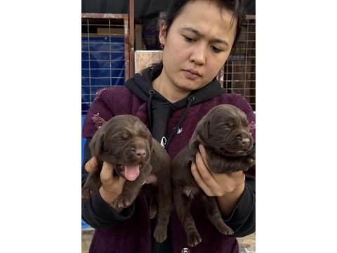 Labrador redriever sevimli yavrular ruhsatlı çiftlik 