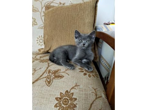 Gri british shorthair 3 aylık yavru kedi