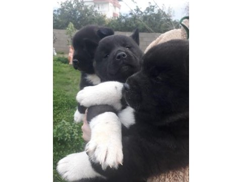 Amerikan akita özel kış yavruları