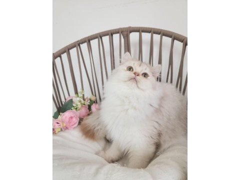 Safkan british longhair silver karşınızda