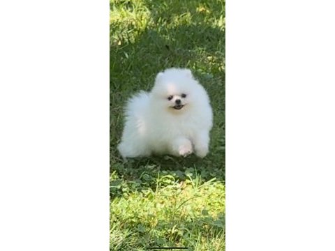 Karbeyaz pomeranian boo
