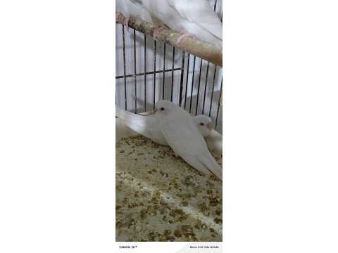 Taze taze muhabbet kuşlar