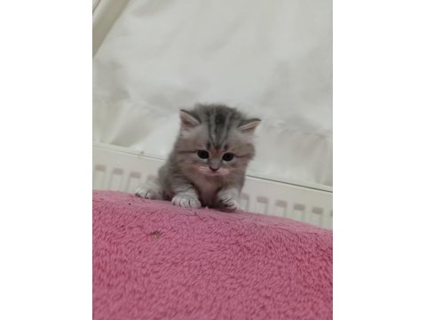 Güzeller güzeli british