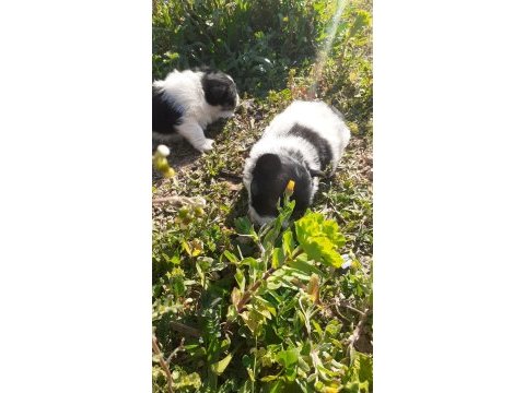 40 günlük maltese terrier yavrular