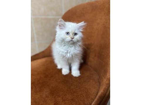 Harika gen british longhair red point