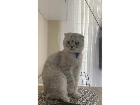 Çok akıllı, söz dinleyen scottish fold