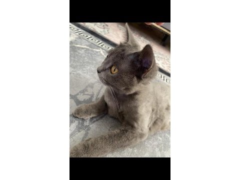 British shorthair