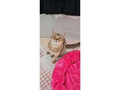 Golden british shorthair kedisi